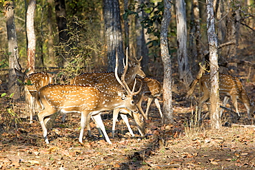 Axis deer in the undergrowth, Bandhavgarh NP India 