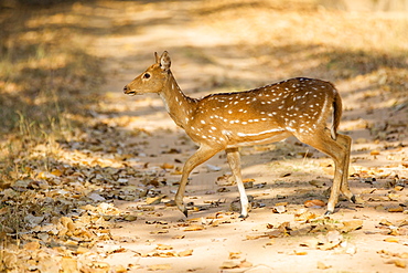 Axis deer hind on a track, Bandhavgarh NP India