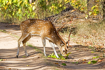 Axis deer eating on a track, Bandhavgarh NP India 