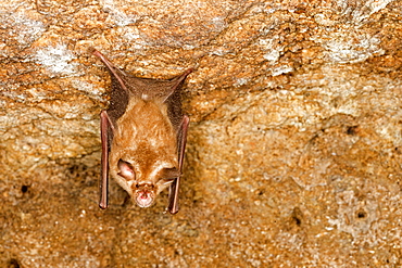 Woolly horseshoe in a cave, Bandhavgarh NP India 