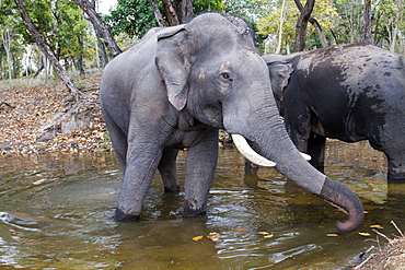 Asian Elephants bathing, Bandhavgarth India 