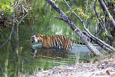 Bengal tiger crossing a stretch of water -Bandhavgarth India