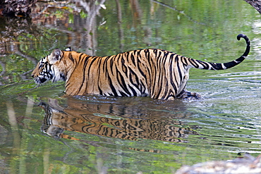 Bengal tiger crossing a stretch of water -Bandhavgarth India