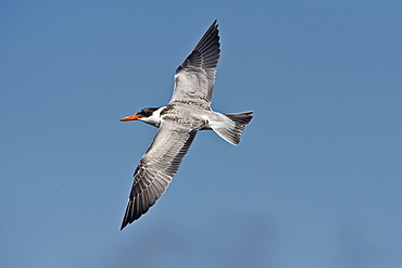 Caspian Tern in flight, Denmark