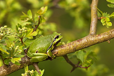 Common Tree Frog on a branch, Denmark