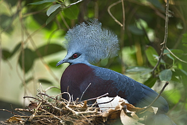 Southern crowned pidgeon at nest