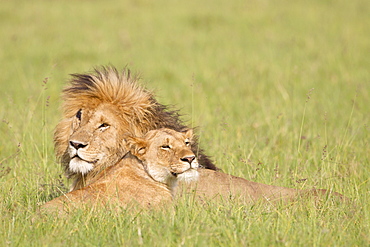 Lion couple lying in the bush, Masai Mara Kenya