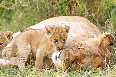 Lioness and cubs lying in the grass, Masai Mara Kenya