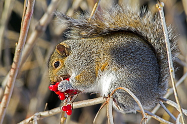 Grey squirrel eating berries, Quebec Canada