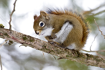 American Red Squirrel on a branch in winter, Quebec Canada