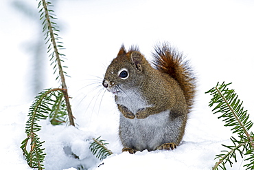 American Red Squirrel on snow in winter, Quebec Canada