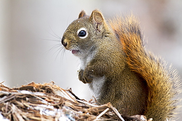 American Red Squirrel on a branch in winter, Quebec Canada