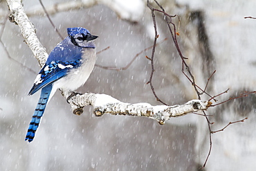 Blue Jay on a branch in the snow, Quebec Canada