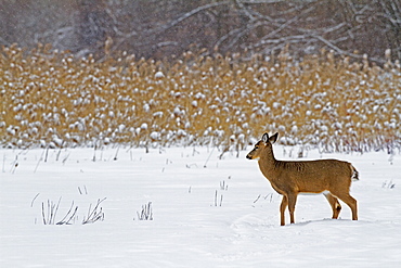 White-tailed deer in the snow in winter, Quebec Canada