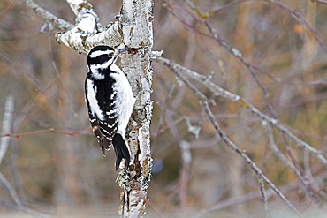 Hairy Woodpecker female on a tree trunk, Quebec Canada