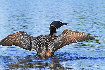 Great northern diver flaping wings on water, Quebec Canada