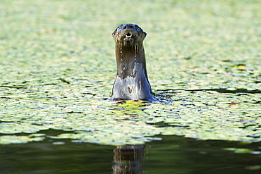 River otter in the water, Quebec Canada 