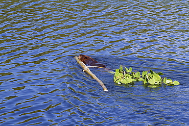 Castor pulling the branches in water, Quebec Canada