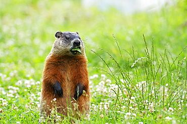 Woodchuck eating on grass, Quebec Canada