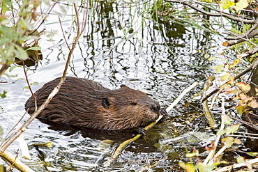 Beaver gnawing a branch in water, Quebec Canada