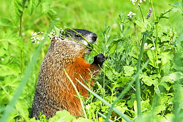 Woodchuck eating on grass, Quebec Canada