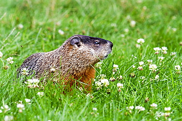 Woodchuck on grass, Quebec Canada