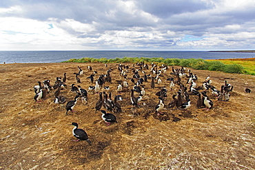 Colony of King Shags, Falkland Islands