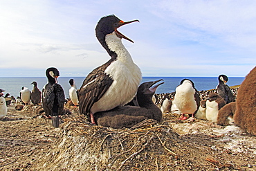 King Shag and chick at nest, Falkland Islands 