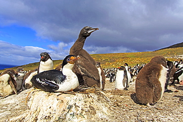 King Shag and chick at nest, Falkland Islands 