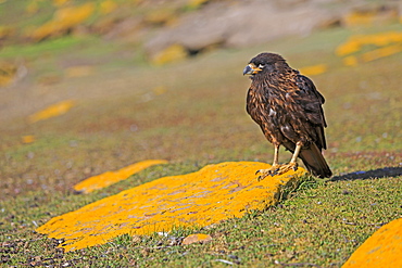 Striated Caracara on rock covered with lichen, Falklands