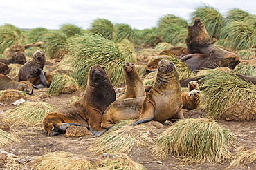 South American Sea lions and Tussock Grass, Falkland island