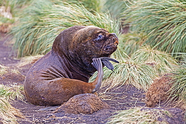 South American Sea lions and Tussock Grass, Falkland island