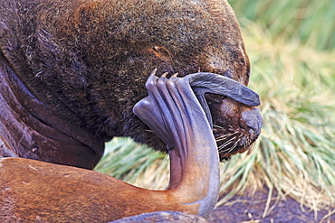 Portrait of South American Sea lion mÃ¢le, Falkland islands