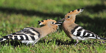 Hoopoe feeding its young in the grass, France 