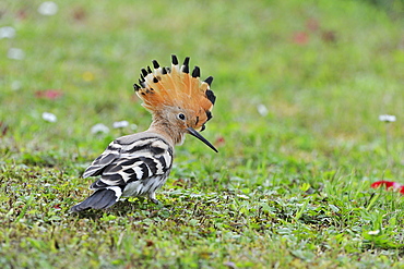 Hoopoe in the grass in a garden, France 