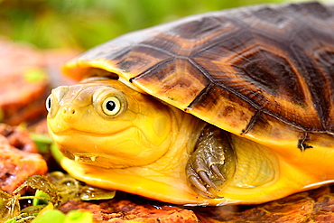 Portrait of young Gabon Mud Turtle