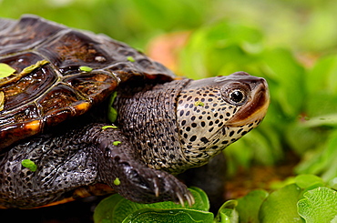 Portrait of young Diamondback Terrapin profile shot