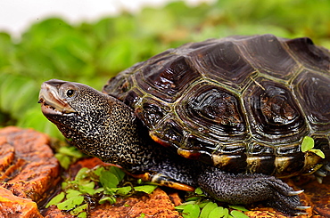 Portrait of young Diamondback Terrapin profile shot