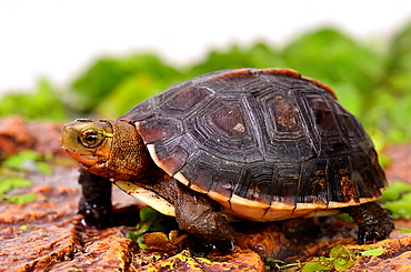 Young Yellow-margined Box Turtle three-quarter sht