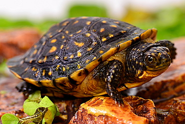 Young Blanding's turtle three-quarter sht