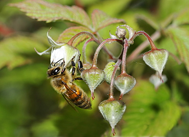 Honeybee on flower Raspberry, Northern Vosges France