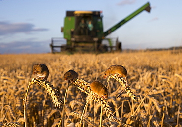 Harvest Mouses on wheat in summer, GB