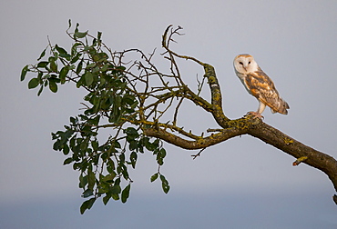 Barn Owl perched on a tree in autumn, GB