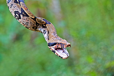 Portrait of Boa constrictor, Amazon river basin Brazil