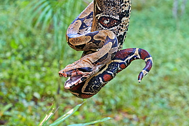 Portrait of Boa constrictor, Amazon river basin Brazil