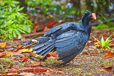 Razor-billed curassow, Amazon river basin Brazil