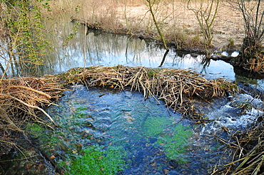 European Beaver dam on a backwater of the river Ain, France