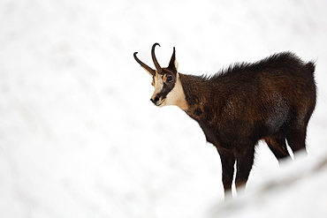 Chamois in the snow, Jura Switzerland