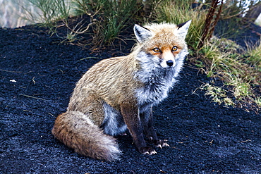 Red fox on Etna volcano slope in Sicily, Italy