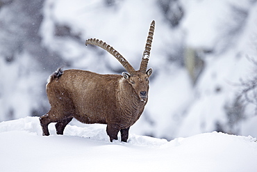 Male Ibex in the snow, Grand Paradisi Alps Italy 